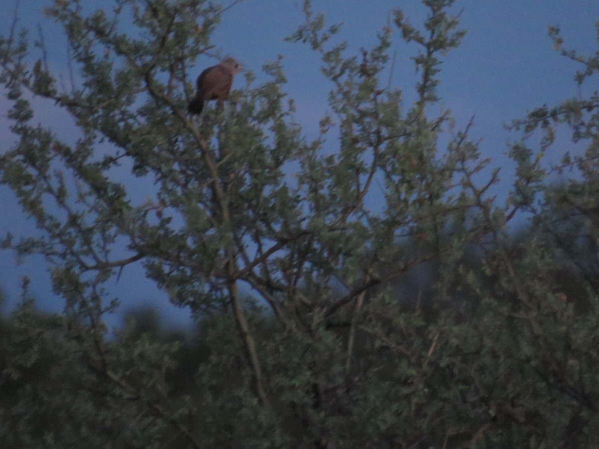 Crested Gallito - ML45031691