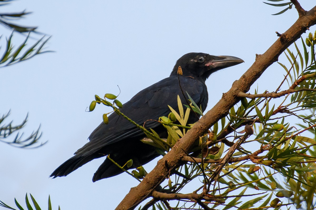 Large-billed Crow - ML450317451
