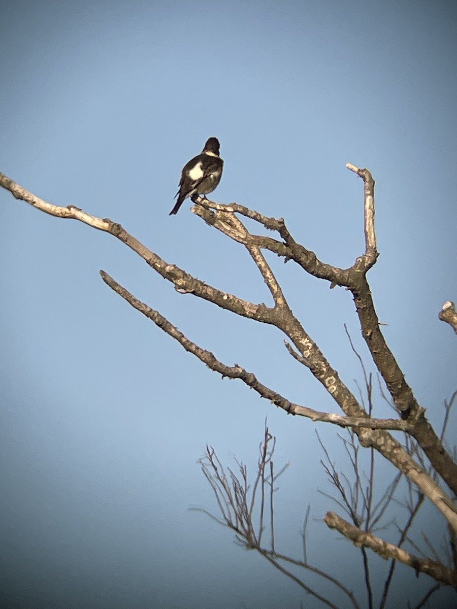 Olive-sided Flycatcher - ML450319241