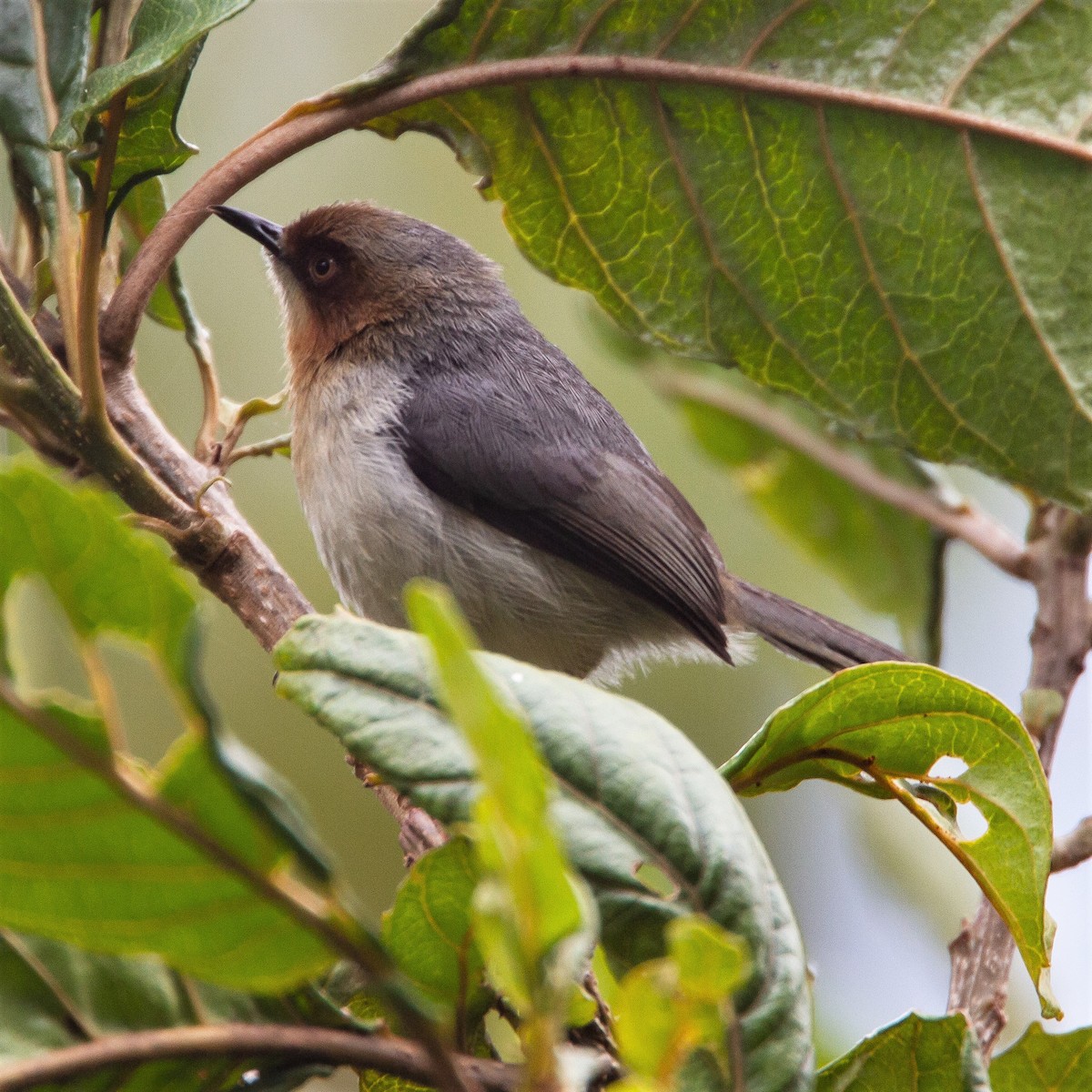 Chapin's Apalis - ML450319291