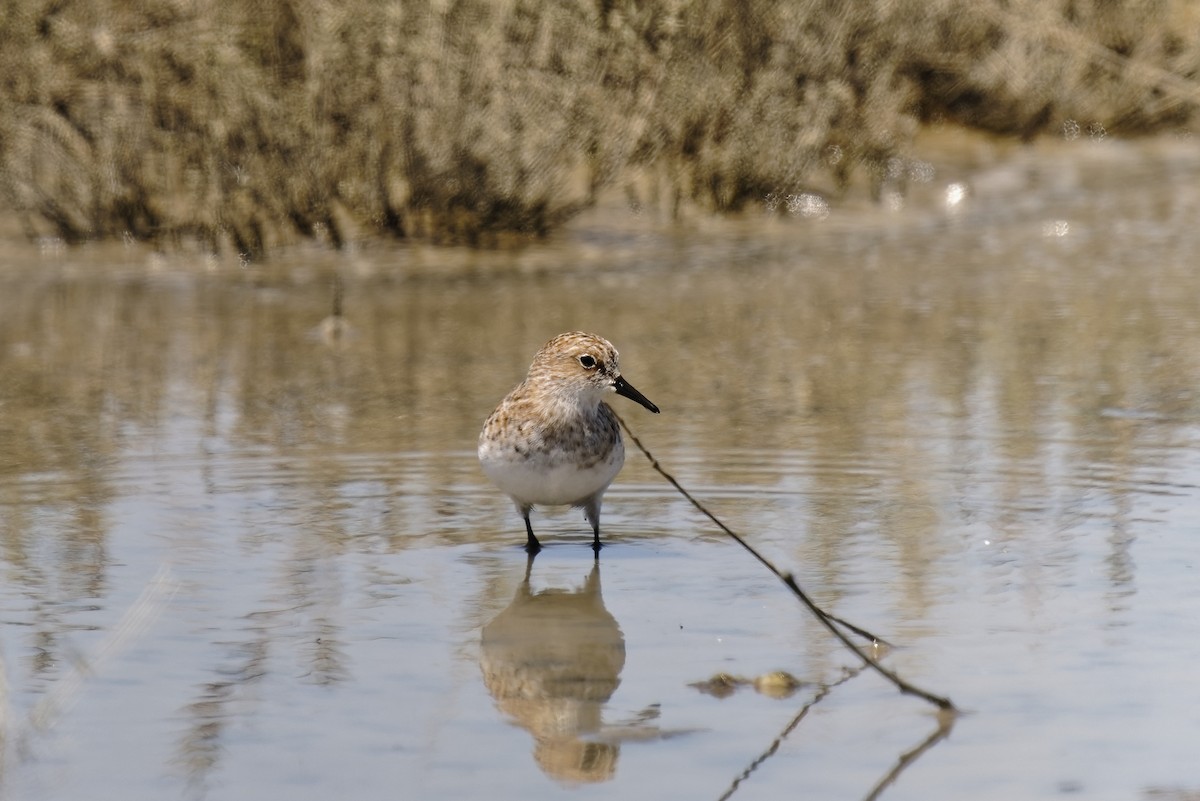 Zwergstrandläufer - ML450320021