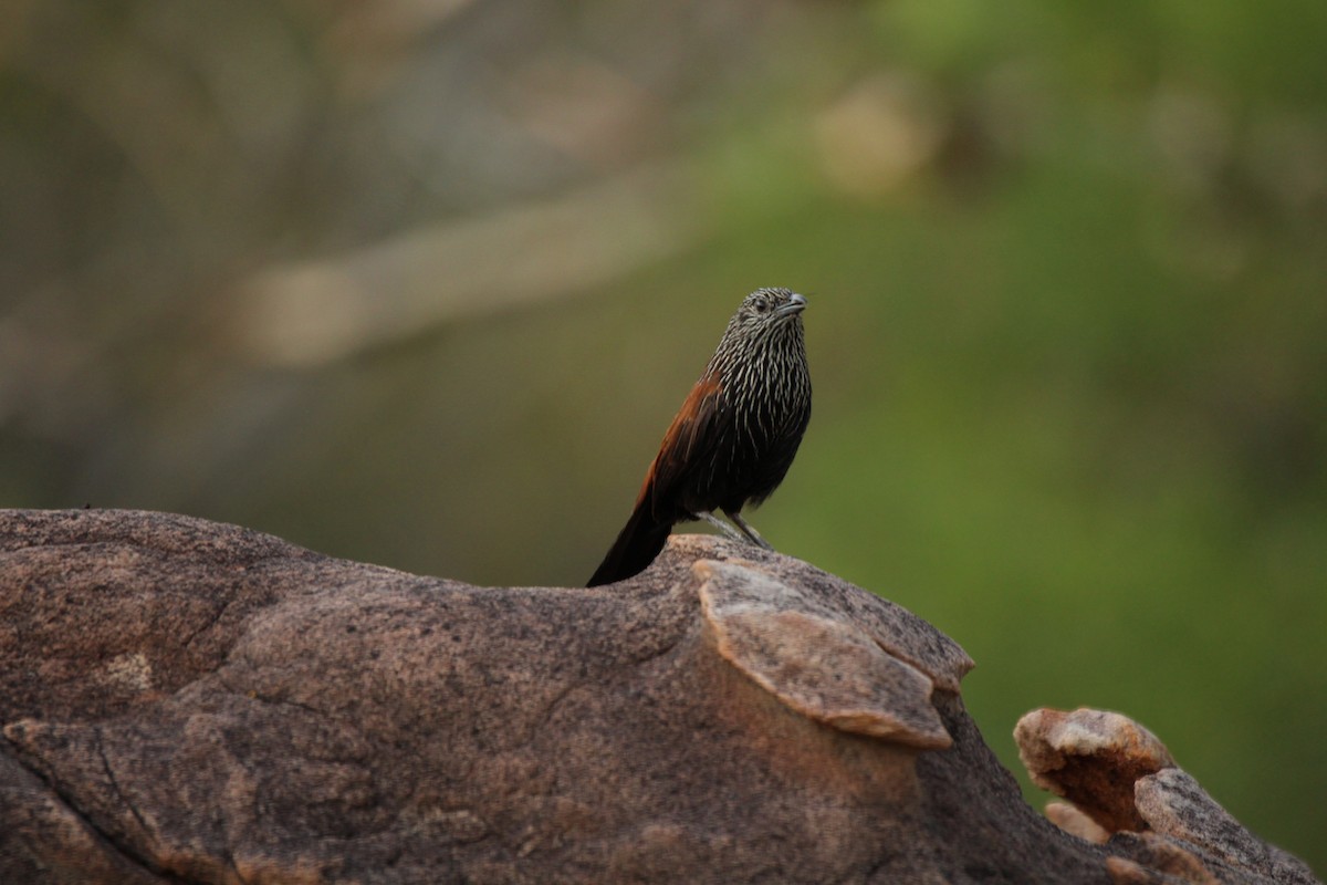 Black Grasswren - Bruce Greatwich