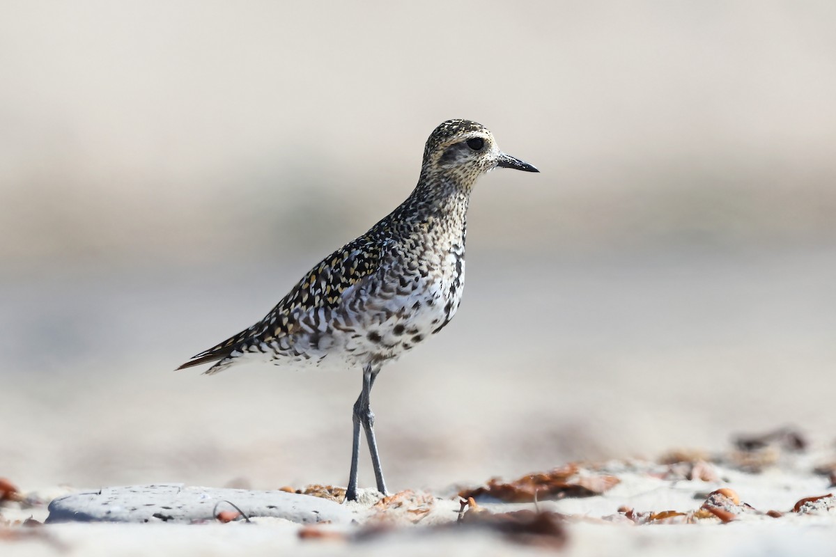 Pacific Golden-Plover - Volker Hesse