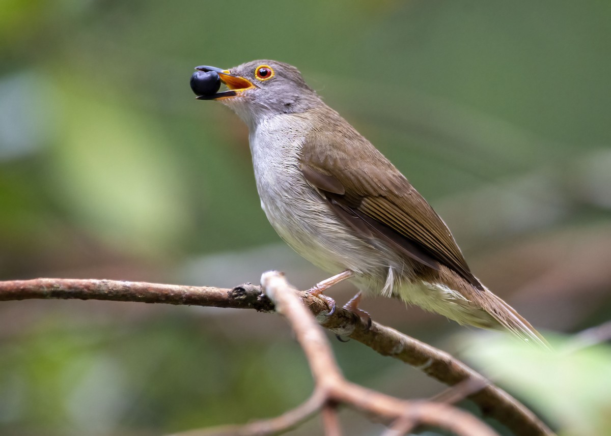 Spectacled Bulbul - ML450322761