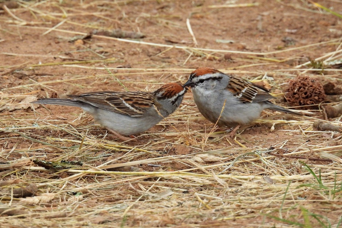 Chipping Sparrow - ML450323701