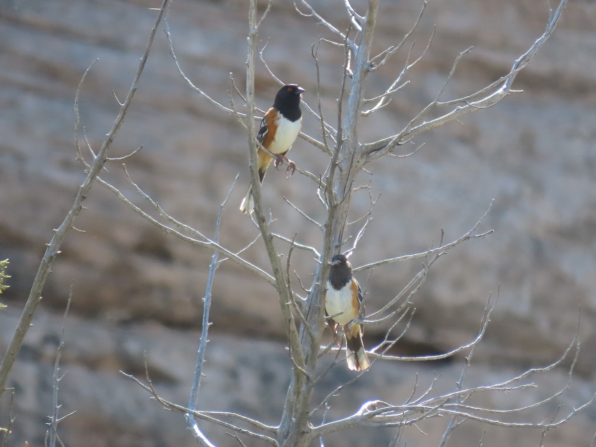 Spotted Towhee - Greg Vassilopoulos