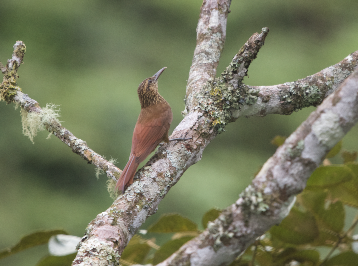 Black-banded Woodcreeper - ML450326691