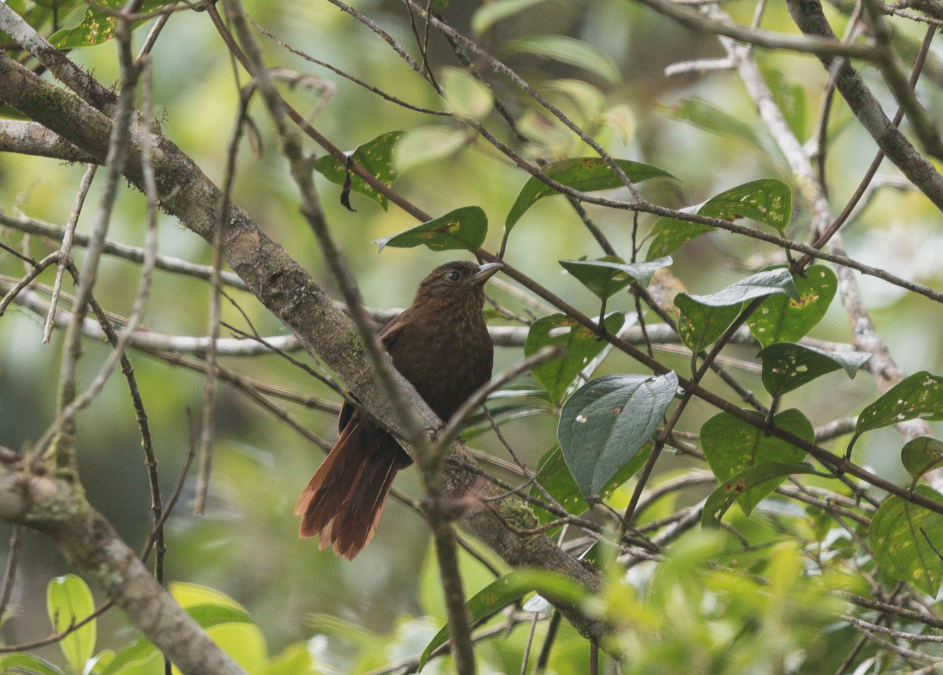 Uniform Treehunter - ML450327201