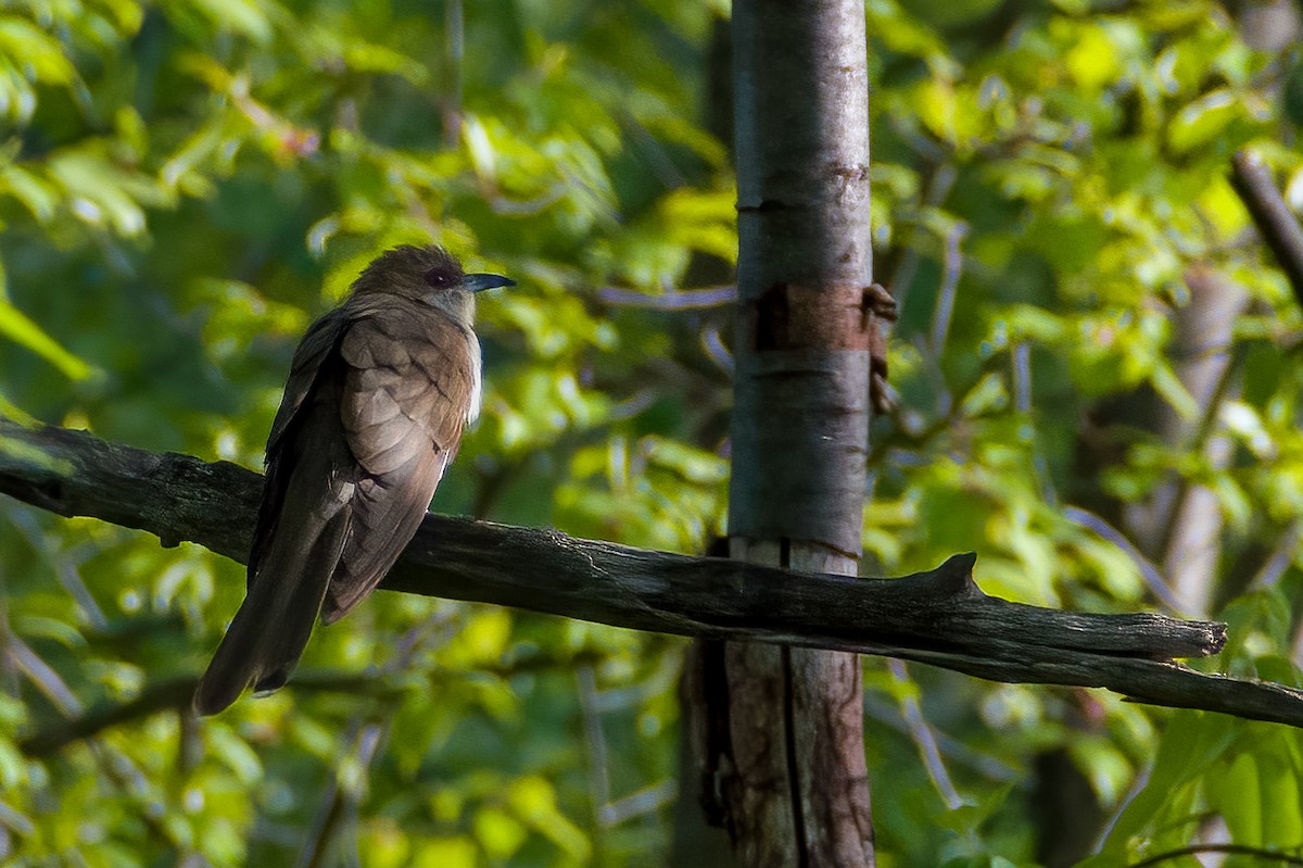 Black-billed Cuckoo - ML450328621