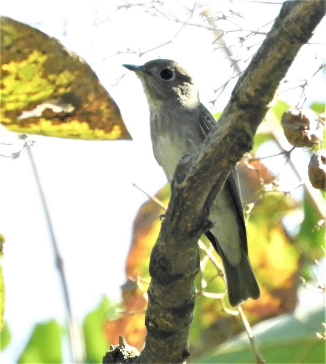 Asian Brown Flycatcher - ML450329421