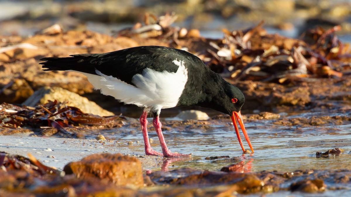 Pied Oystercatcher - ML450329821