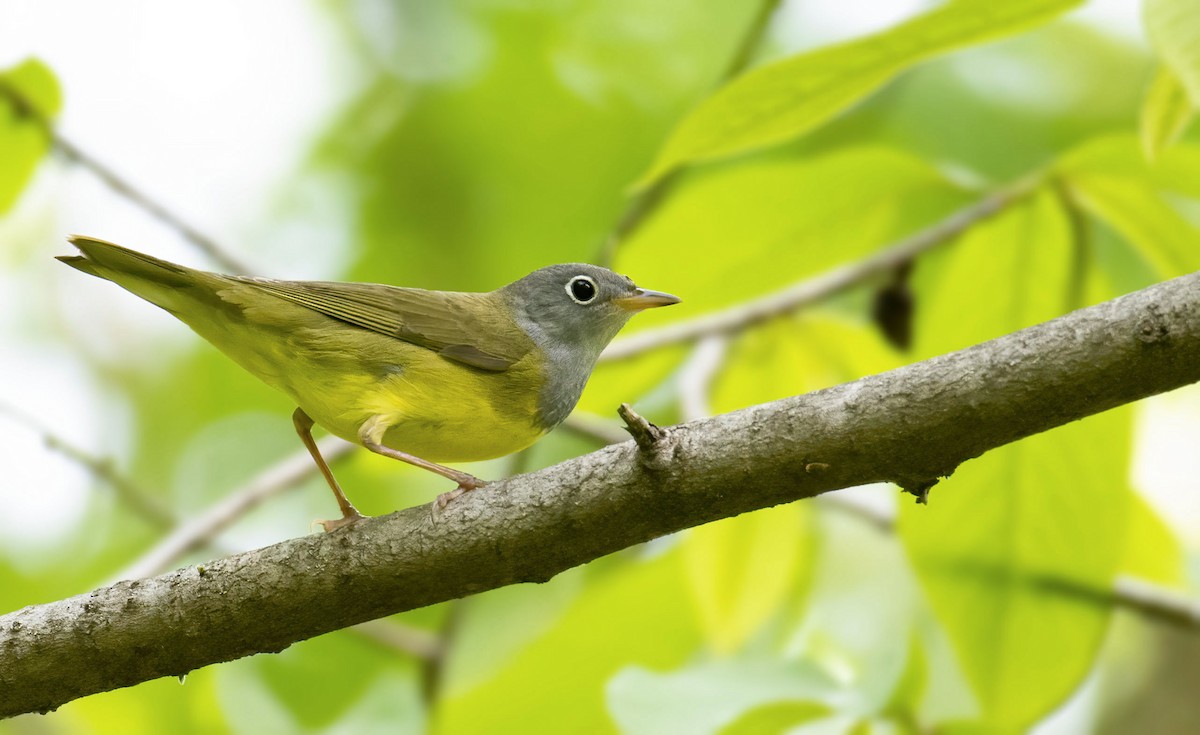 Connecticut Warbler - ML450330091