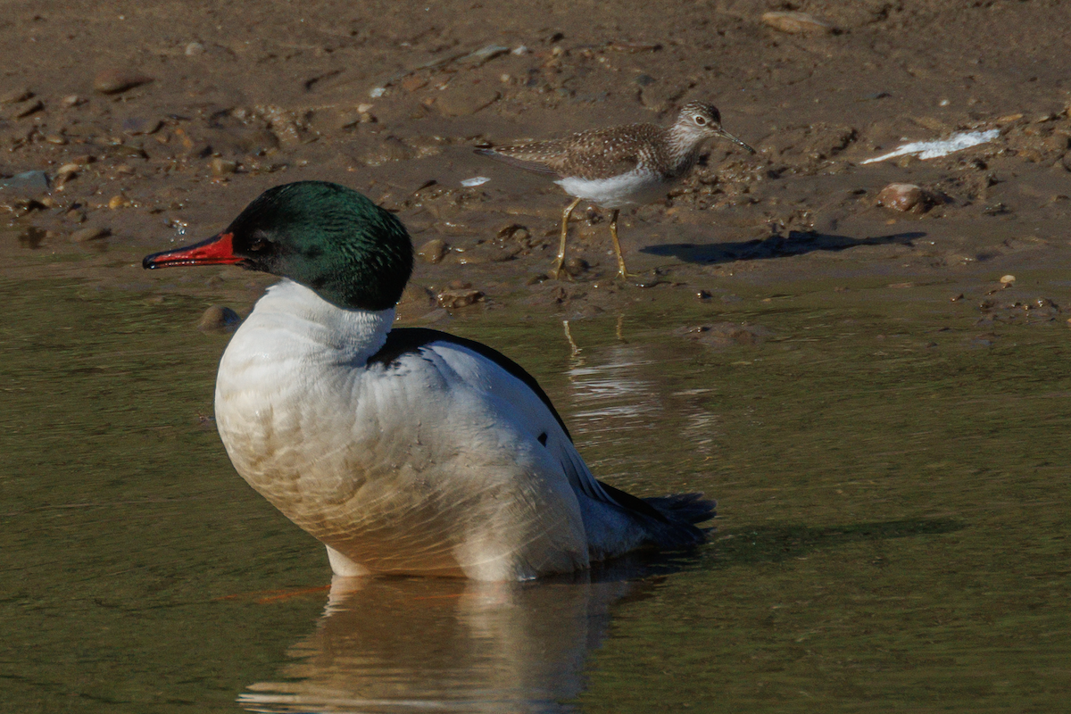 Common Merganser - ML450330931