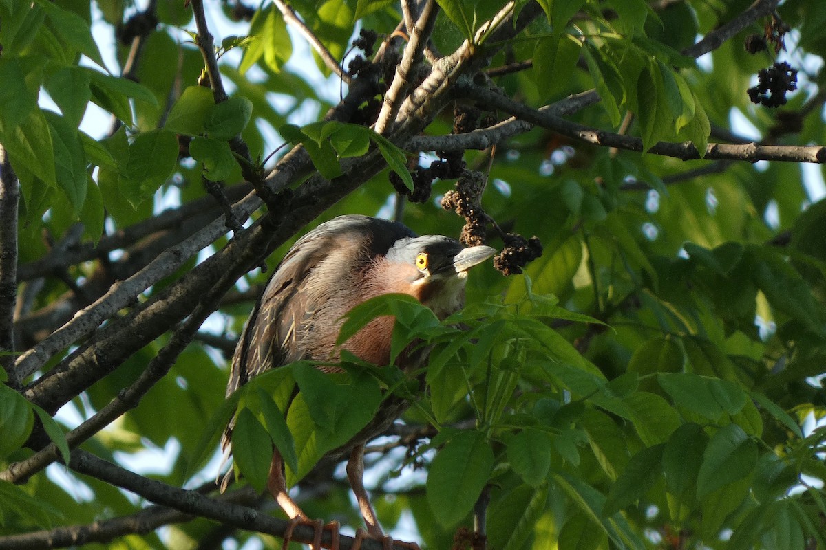 Green Heron - ML450331611