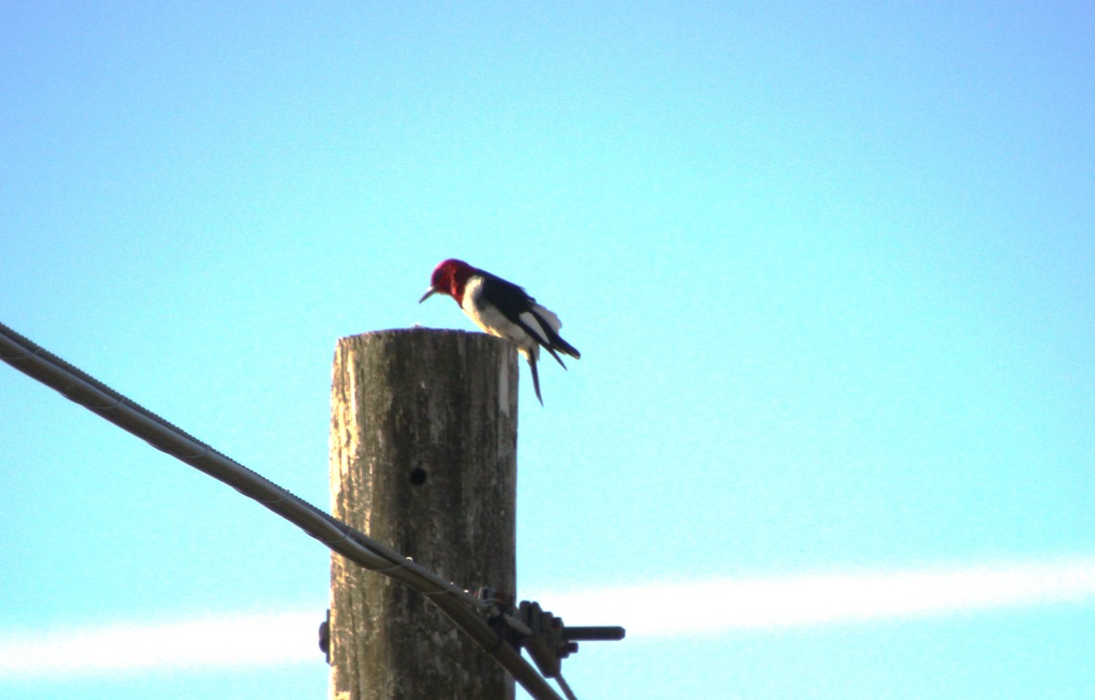 Red-headed Woodpecker - ML450332371