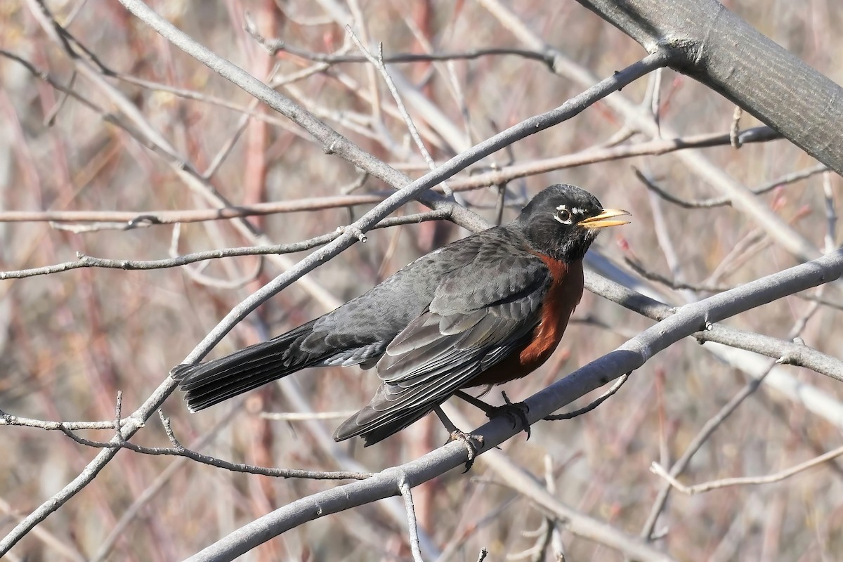 American Robin - ML450333271