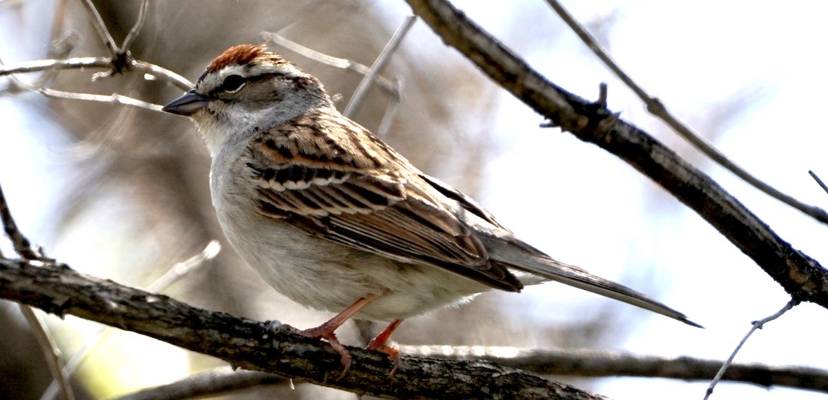 Chipping Sparrow - ML450333711