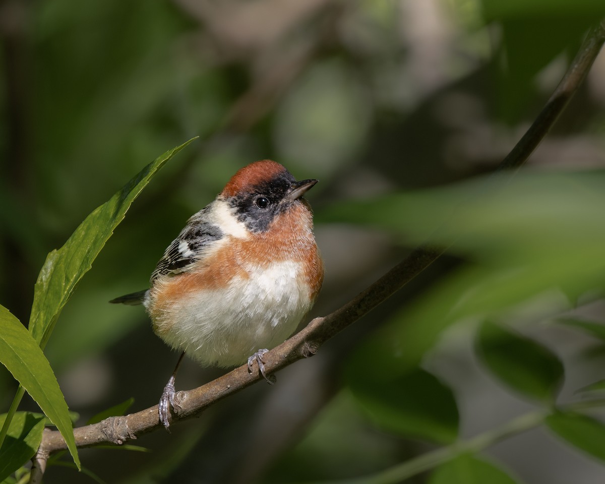 Bay-breasted Warbler - ML450334311