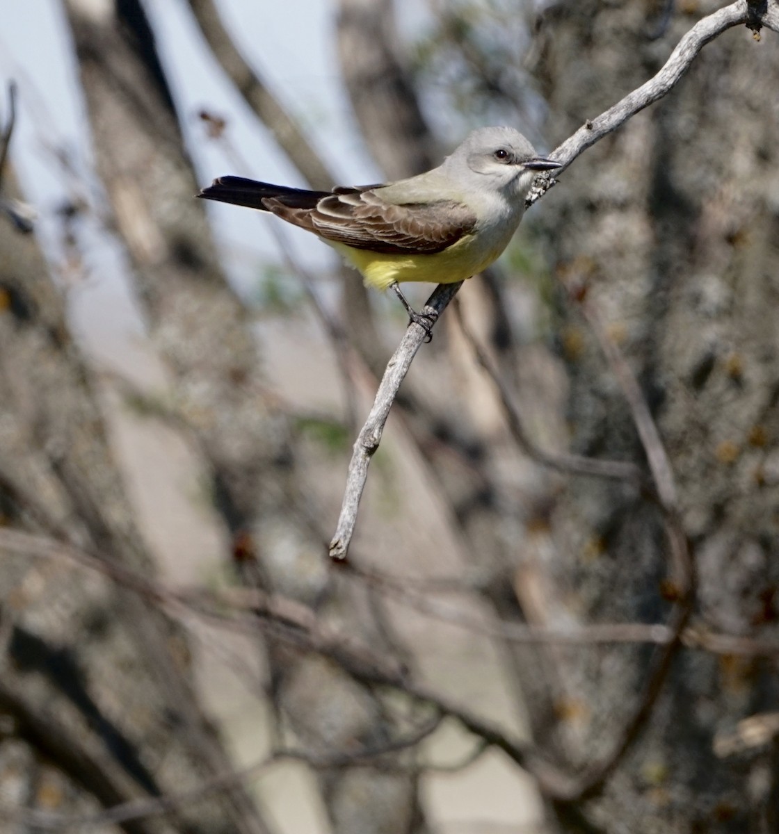 Western Kingbird - ML450334731