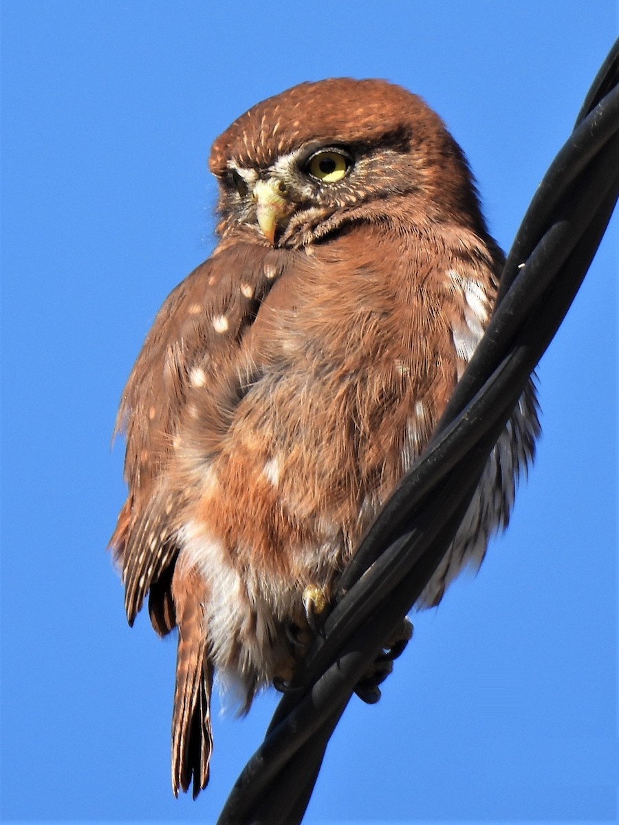 Austral Pygmy-Owl - ML450334991