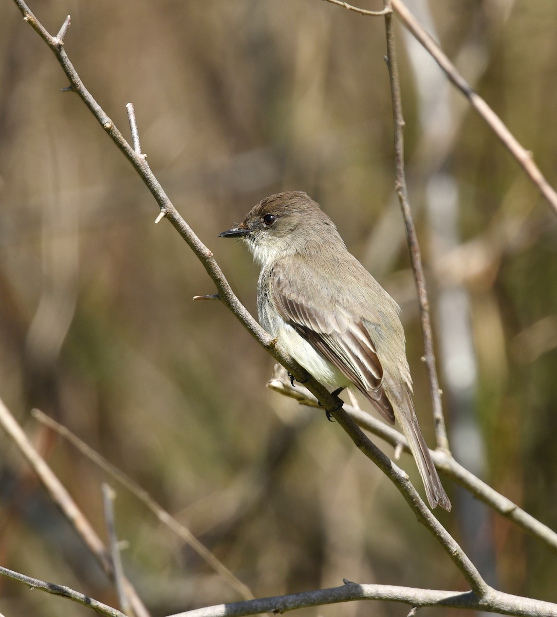 Eastern Phoebe - ML450335611