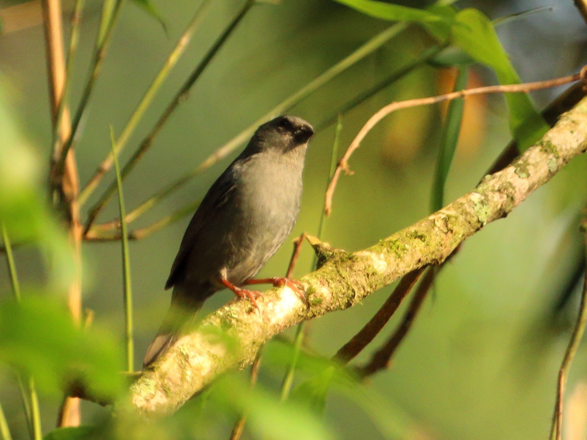 Uniform Finch - ML450336151