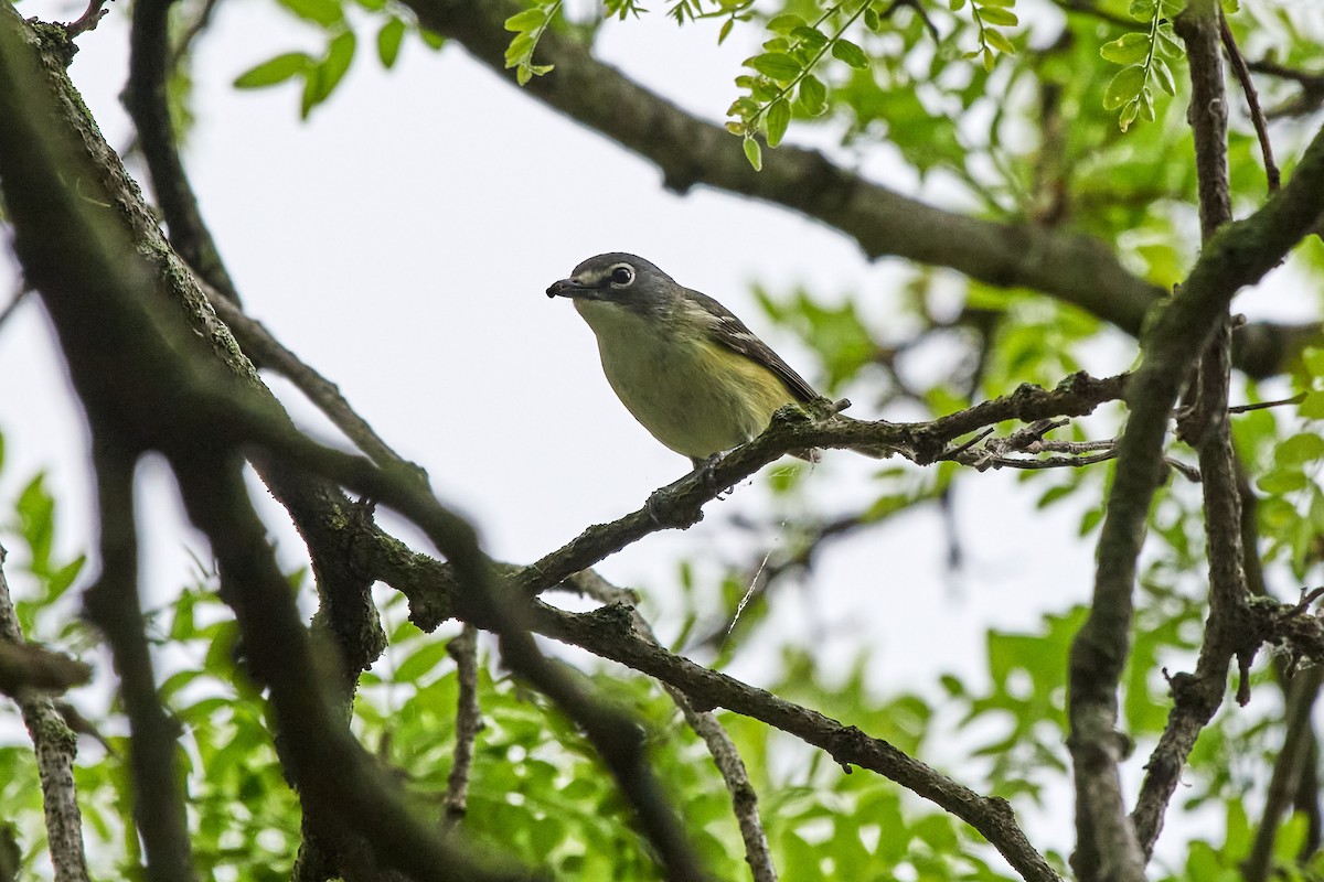 Blue-headed Vireo - Charlie Shields