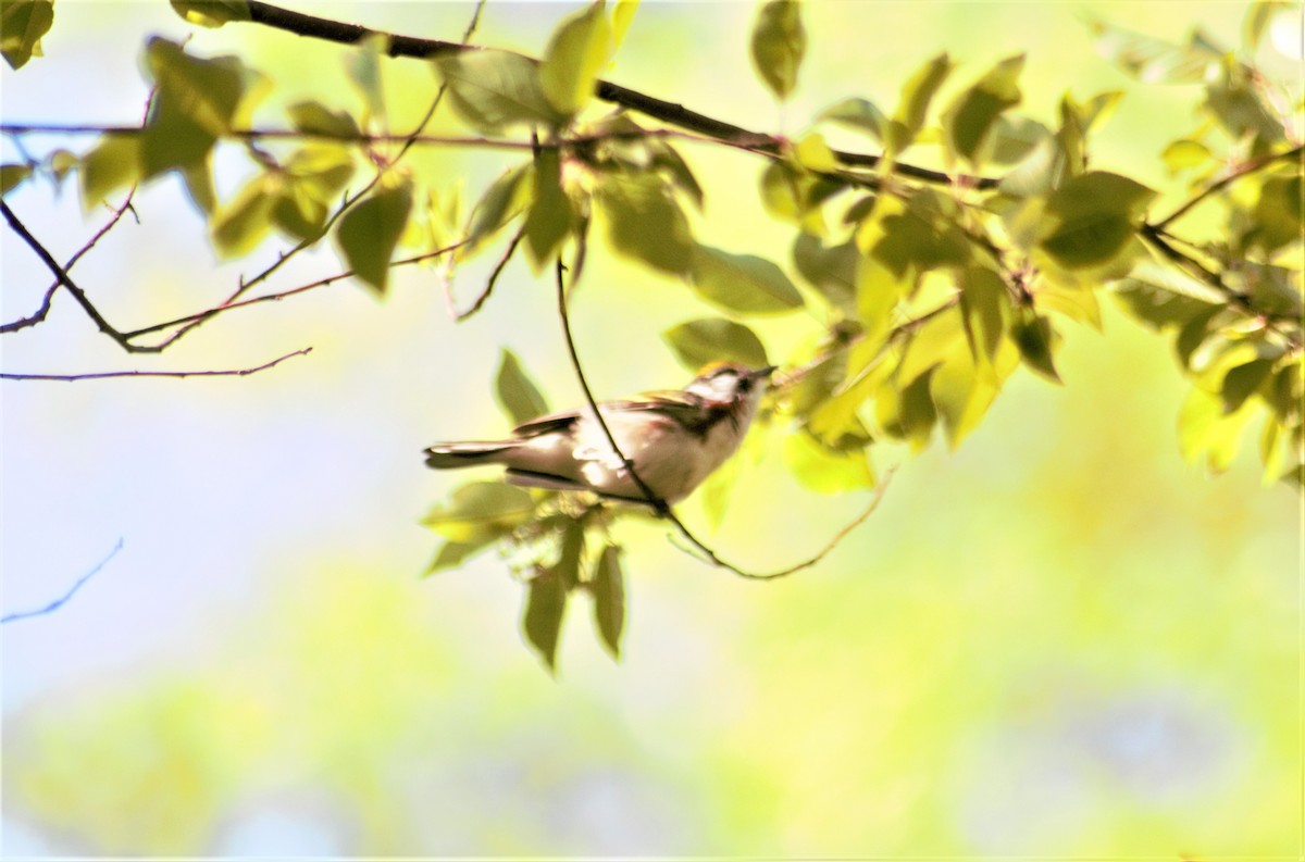 Chestnut-sided Warbler - Owen Stainken