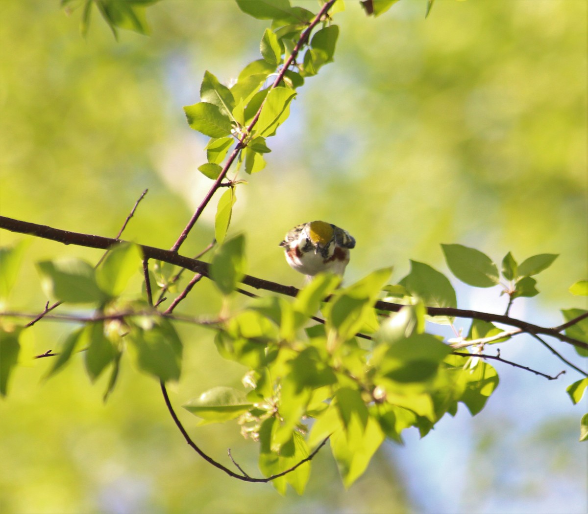 Chestnut-sided Warbler - Owen Stainken