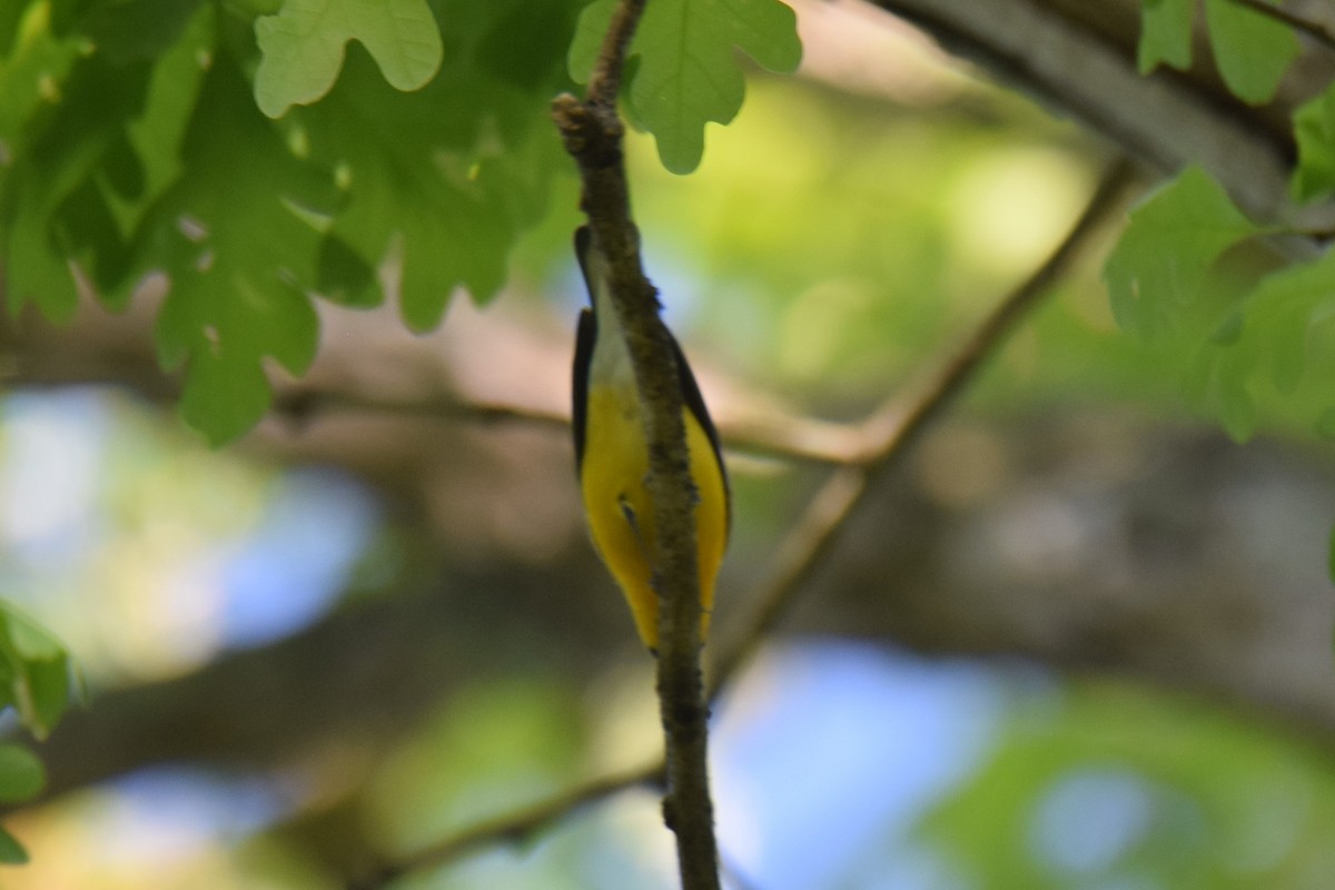 Prothonotary Warbler - Paulett Rinard
