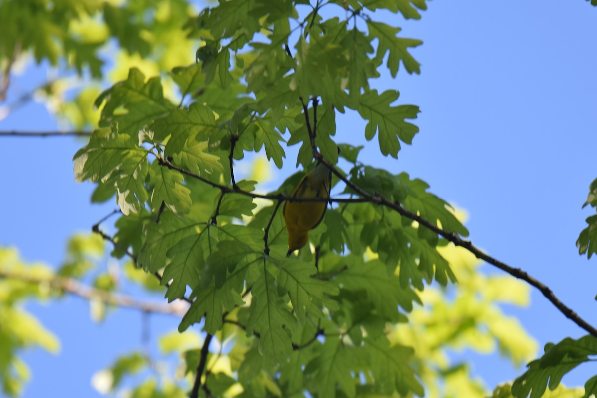 Prothonotary Warbler - ML450339771
