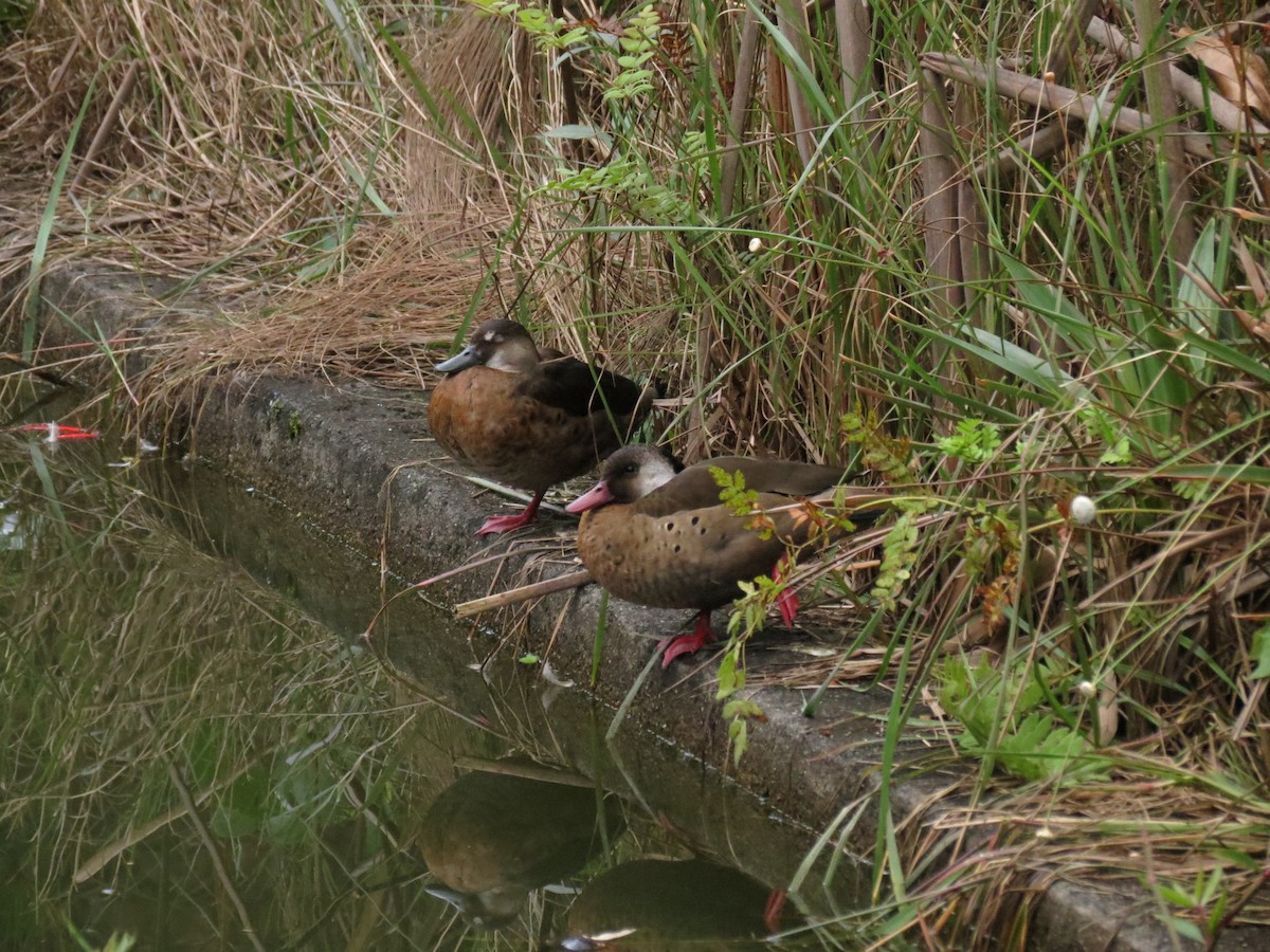 Brazilian Teal - Hernán Pastore