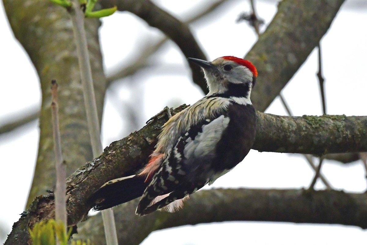 Middle Spotted Woodpecker - ML450342701