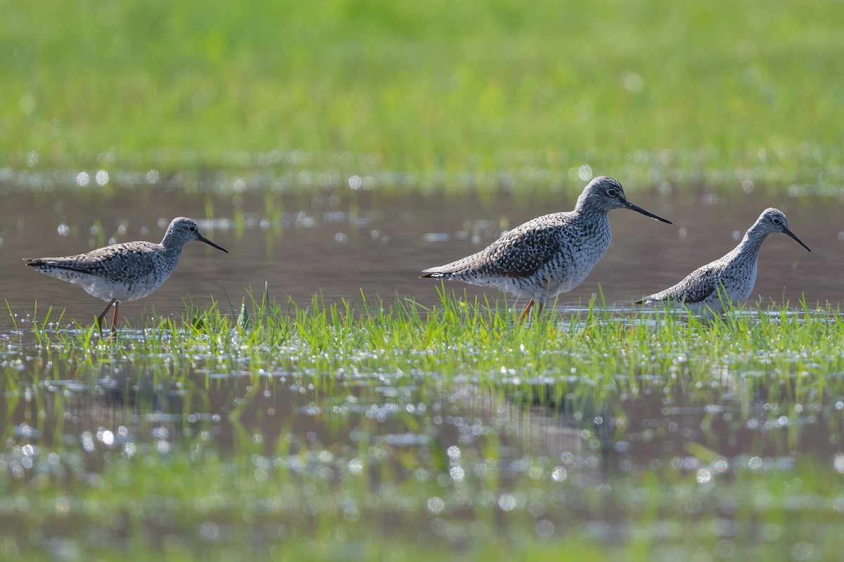 Lesser Yellowlegs - ML450343131