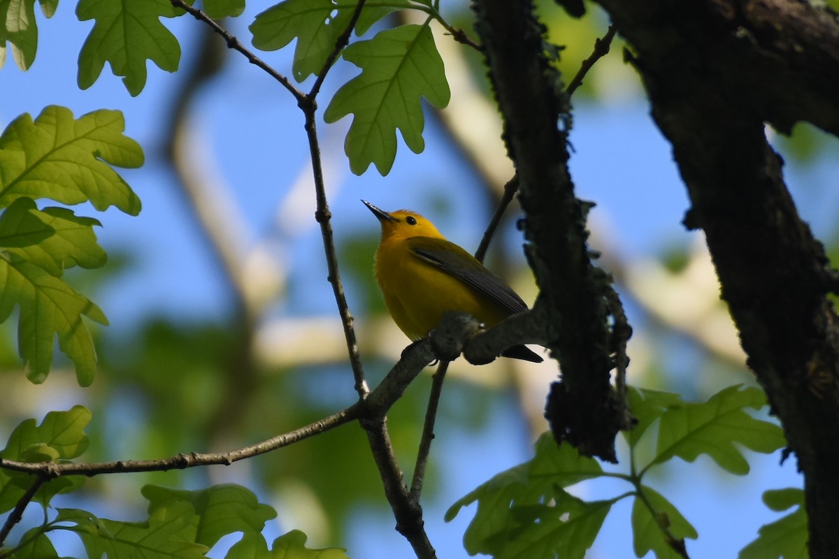Prothonotary Warbler - ML450343161