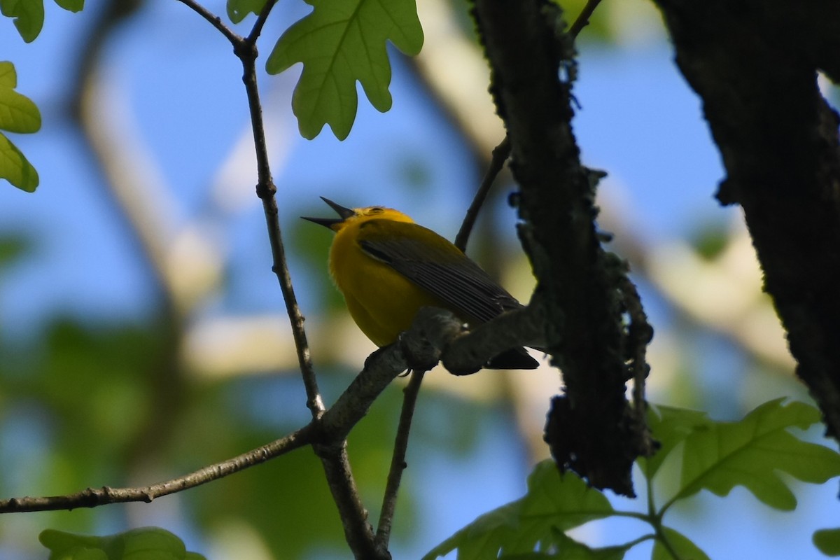 Prothonotary Warbler - ML450343441