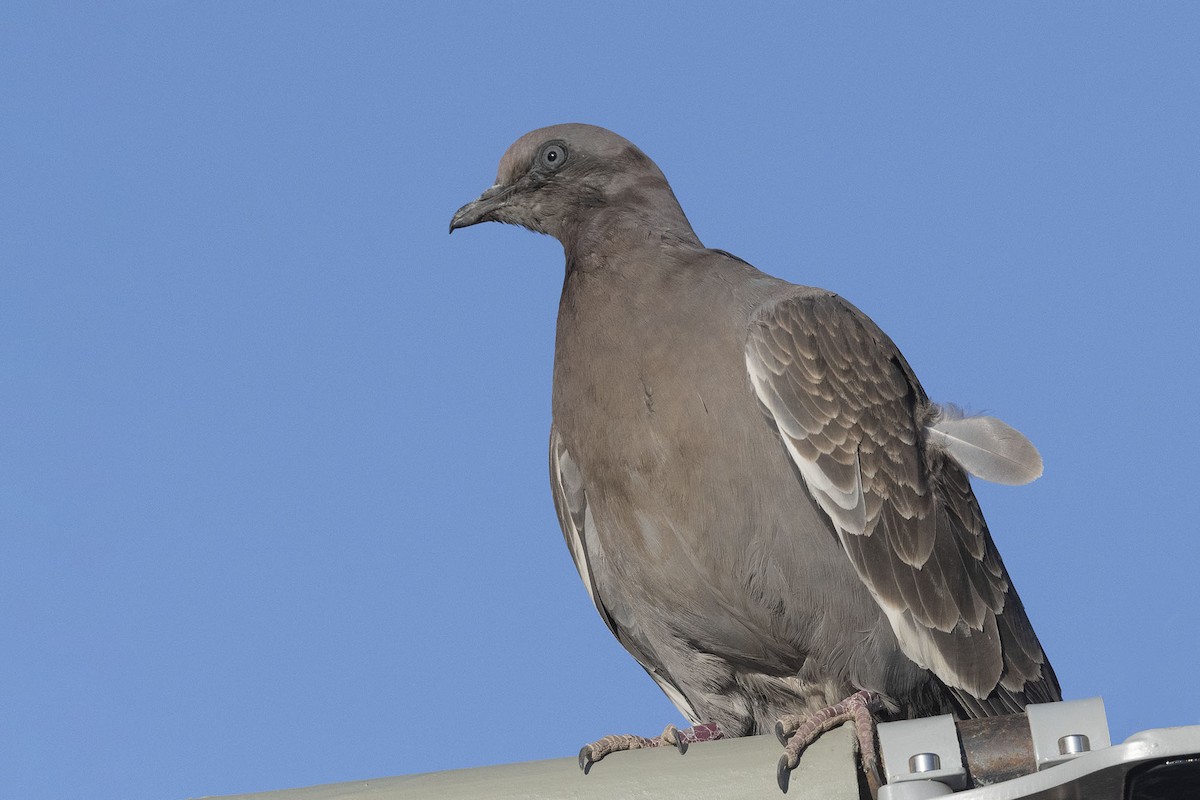 Spot-winged Pigeon - ML450343451