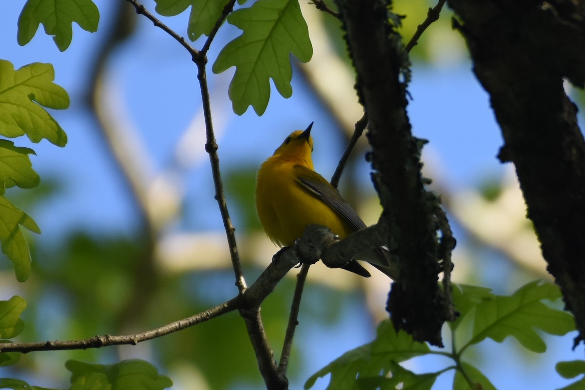 Prothonotary Warbler - ML450343741