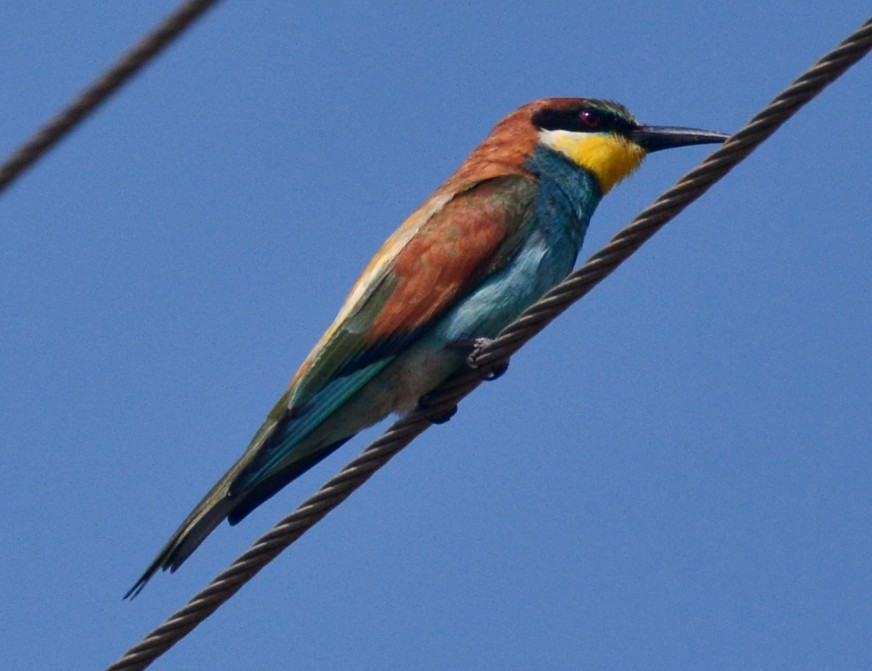 European Bee-eater - ML45034521