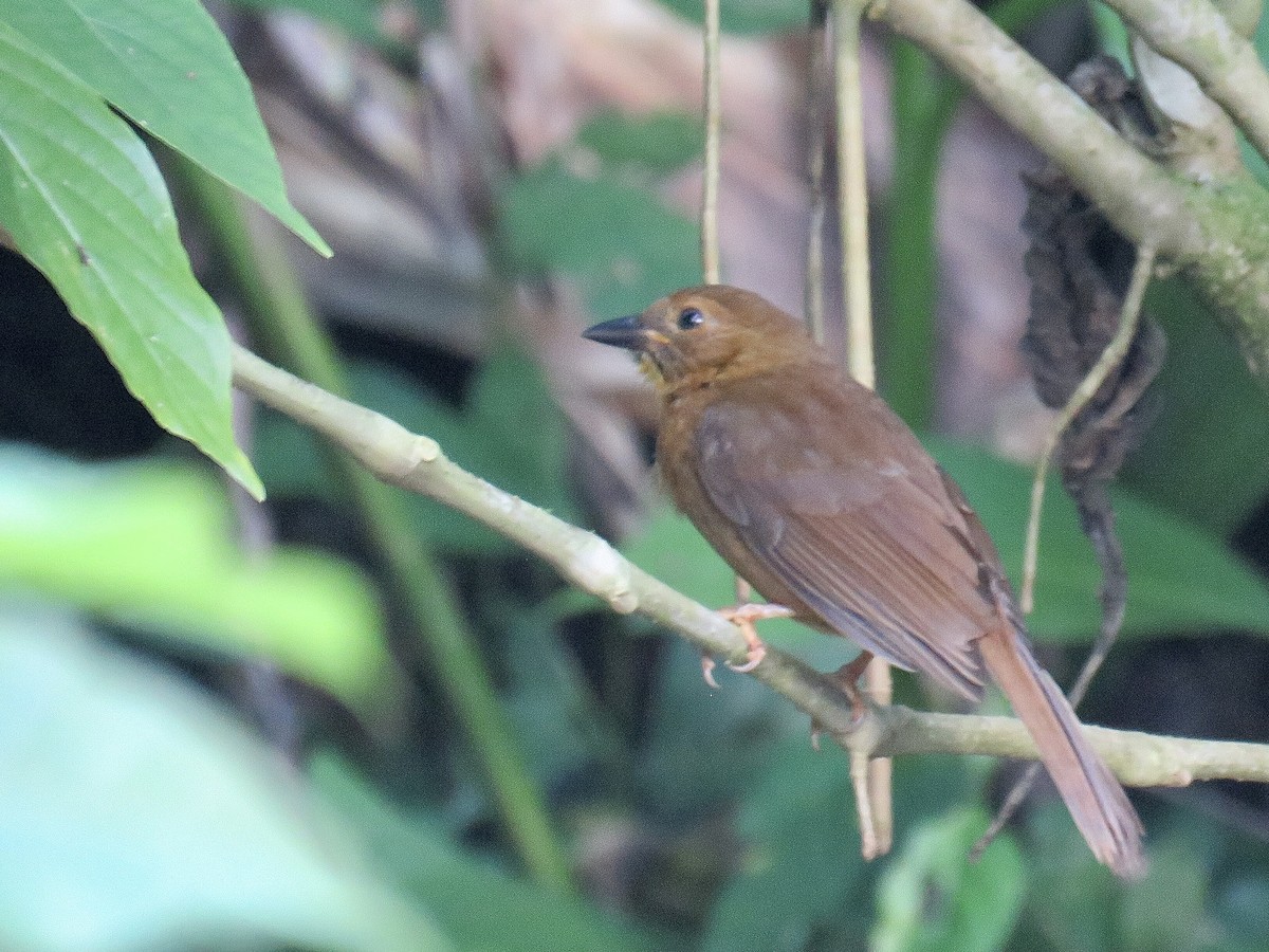 Red-throated Ant-Tanager - ML450345241