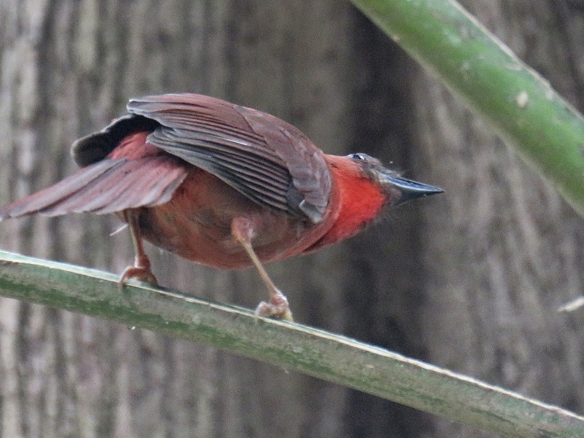 Red-throated Ant-Tanager - ML450346361