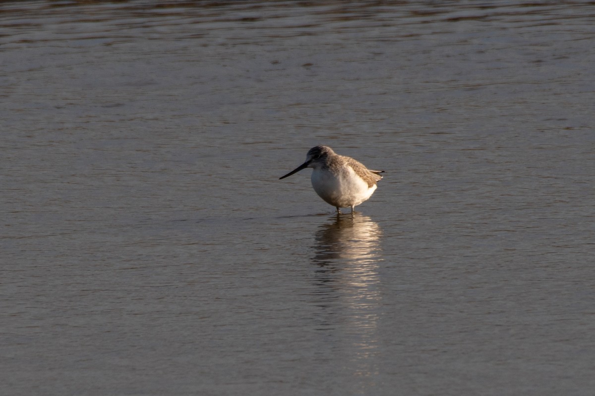 Common Greenshank - ML450346381