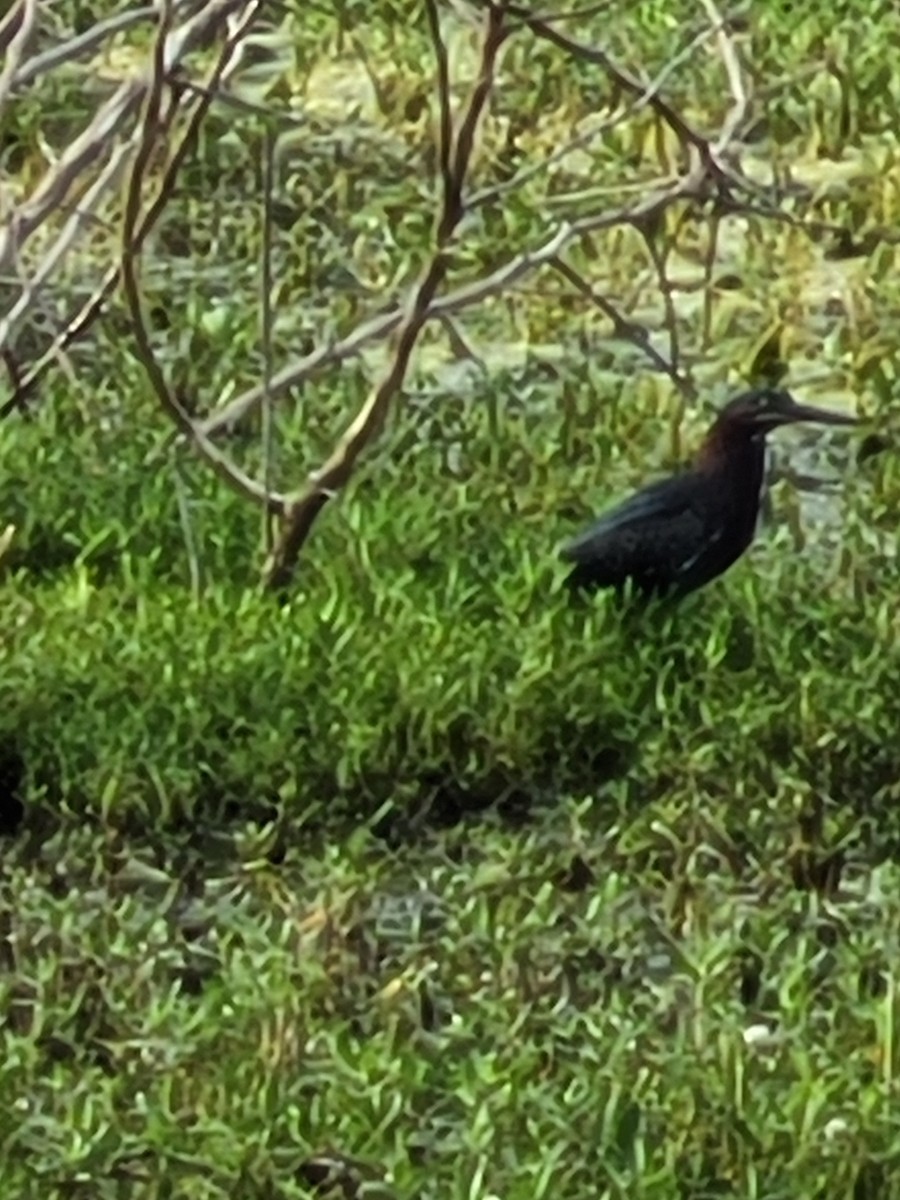 Green Heron - ML450346661