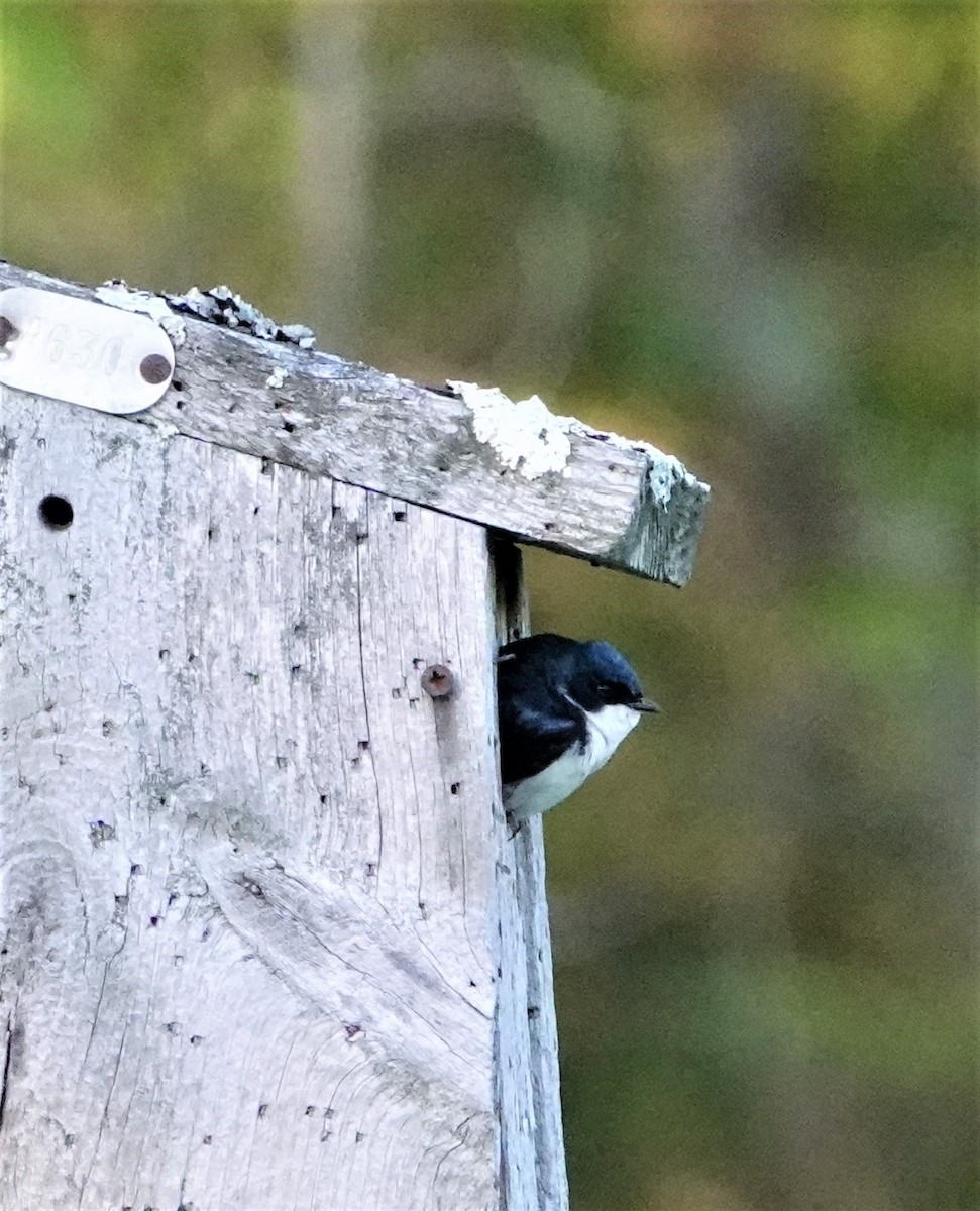 Tree Swallow - ML450347241