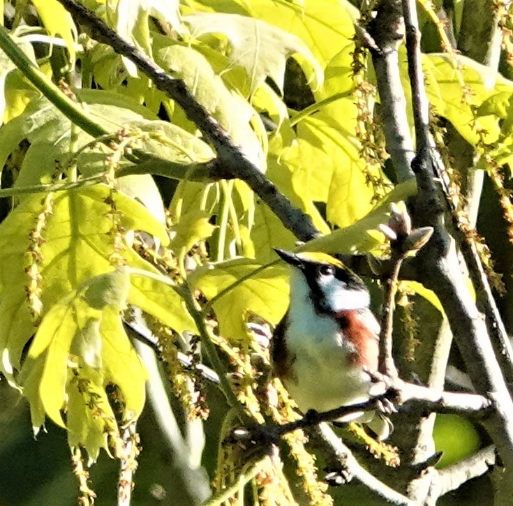 Chestnut-sided Warbler - ML450347901