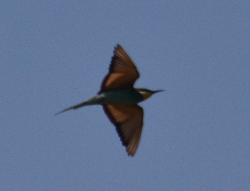 European Bee-eater - ML45034811