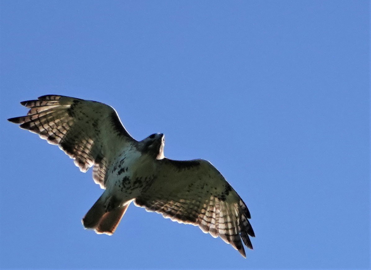 Red-tailed Hawk - ML450348501