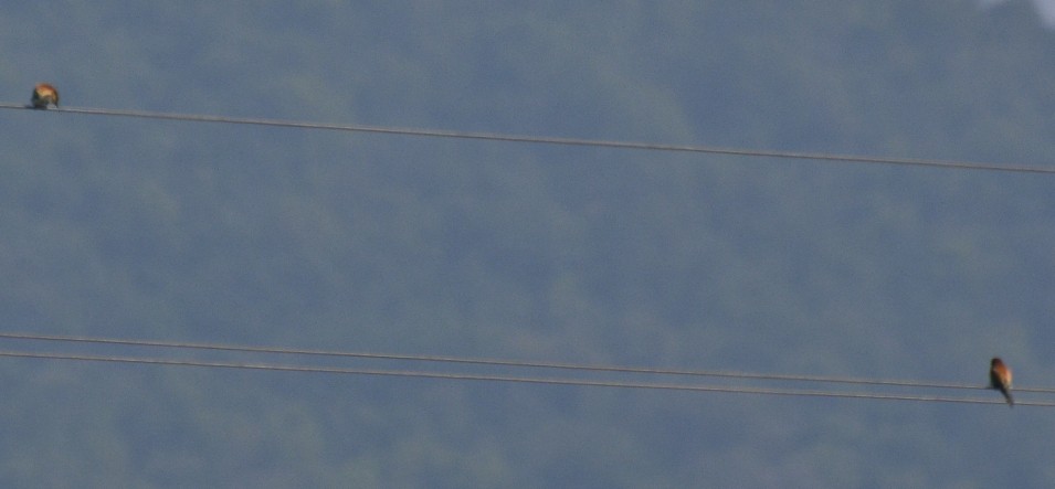 European Bee-eater - ML45034851