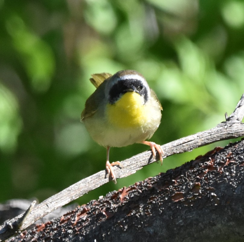 Common Yellowthroat - Regis Fortin
