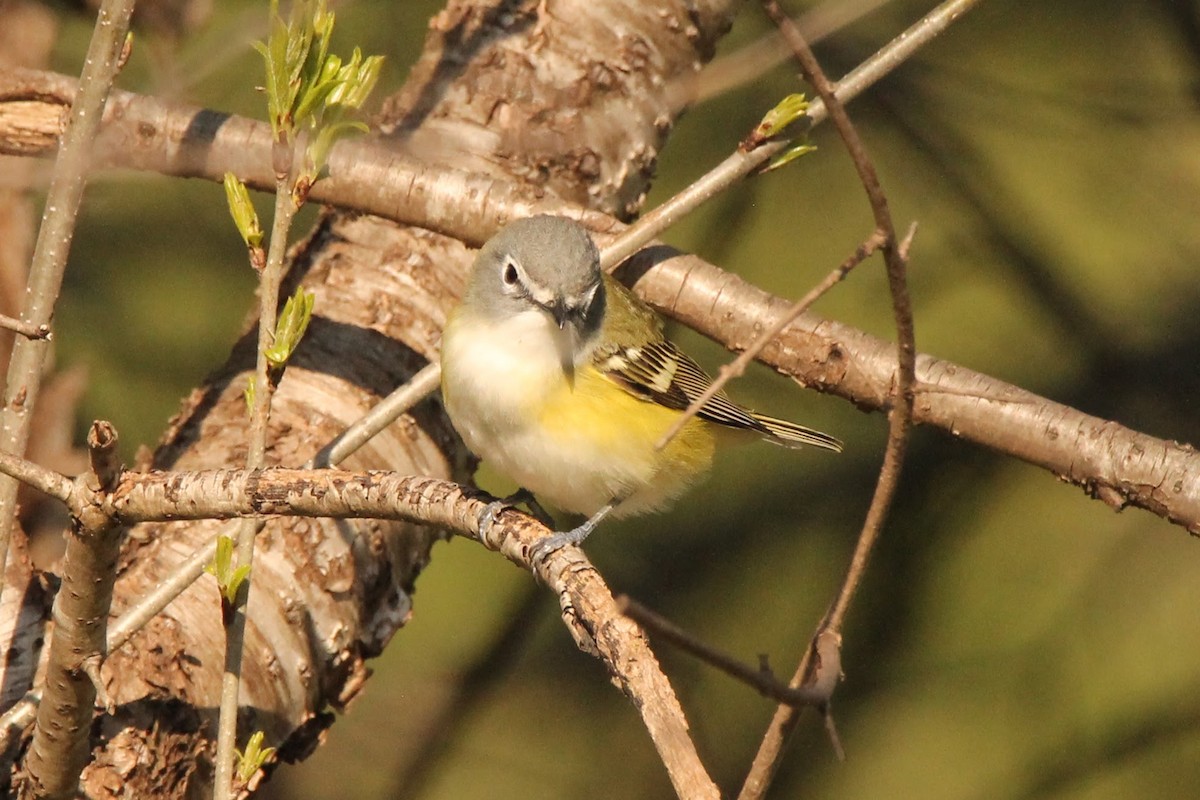 Blue-headed Vireo - ML450349381